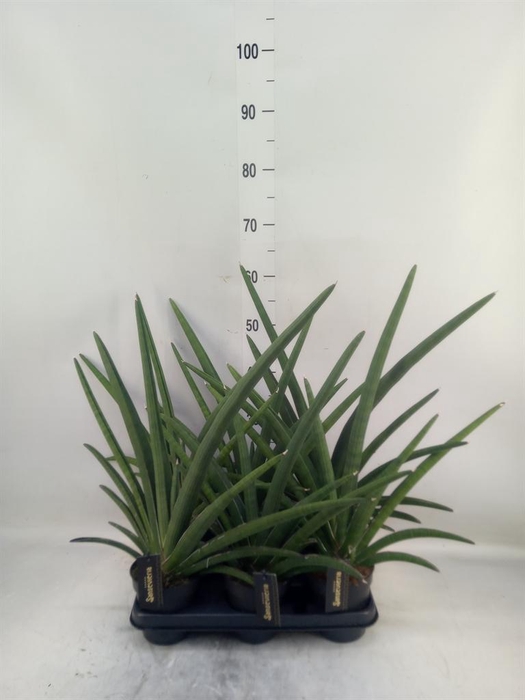 <h4>Sansevieria  'Tiara Grand Gazelle'</h4>