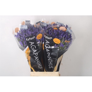 Agapanthus Eyfori Blue