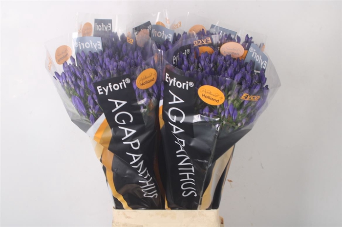 <h4>Agapanthus Eyfori Blue</h4>