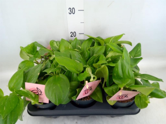 <h4>Scindapsus   ...</h4>