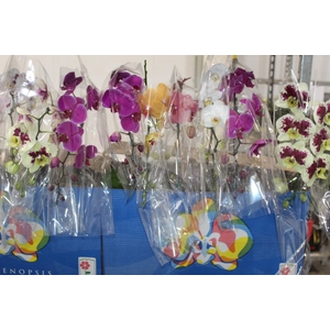 PHALAENOPSIS CASCATA P15 MIN 8 FLS