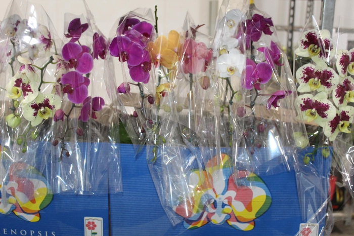 <h4>PHALAENOPSIS CASCATA P15 MIN 8 FLS</h4>