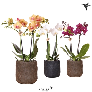 Kolibri Orchids Phalaenopsis mix 2 spike in Moon pot mix