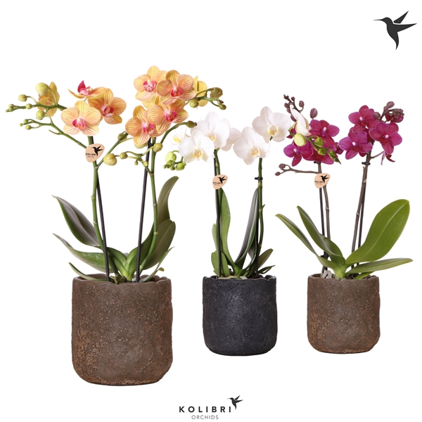 <h4>Kolibri Orchids Phalaenopsis mix 2 spike in Moon pot mix</h4>