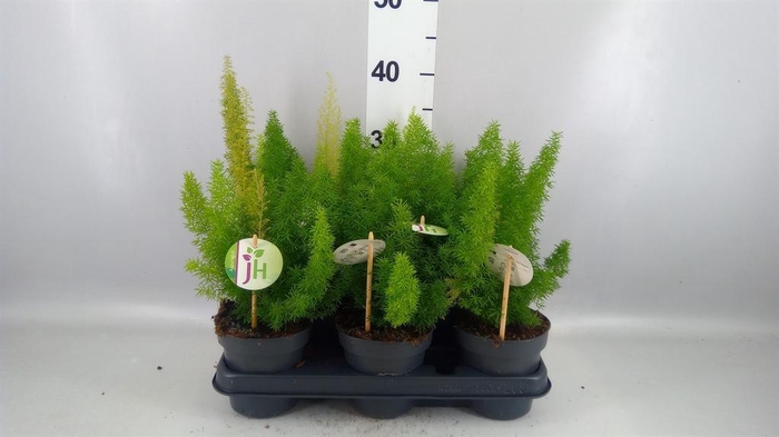 <h4>Asparagus dens. 'Meyers'</h4>