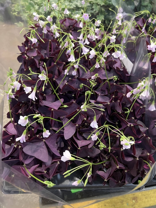 Oxalis triangularis subsp. triangul