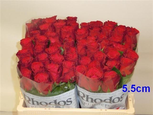 <h4>R GR RHODOS</h4>