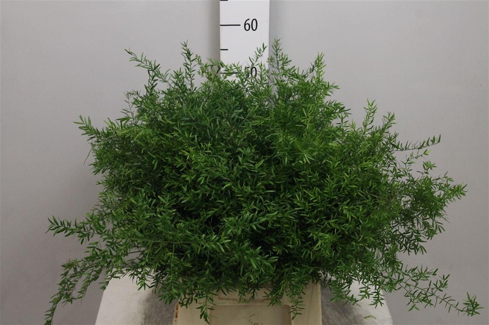 <h4>Asp Dens Cwebe</h4>