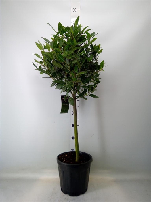 <h4>Laurus nobilis</h4>