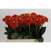 Dahlia Orange Fox