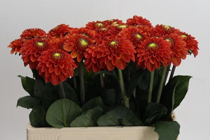 <h4>Dahlia Orange Fox</h4>