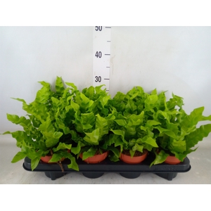Asplenium nidus 'Crispy Wave'