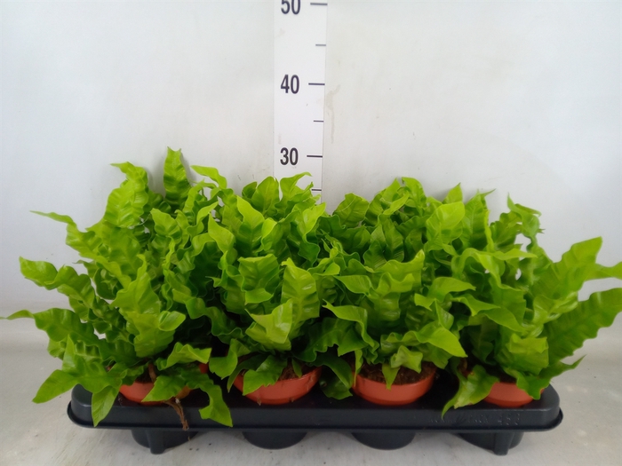 <h4>Asplenium nidus 'Crispy Wave'</h4>