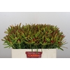 Leucadendron Ayoba Cherry Pearl