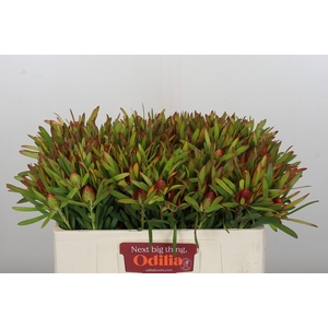 Leucadendron Ayoba Cherry Pearl