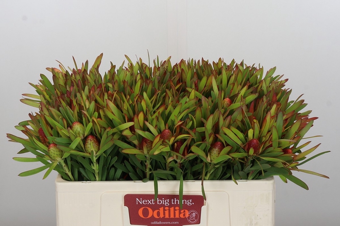 <h4>Leucadendron Ayoba Cherry Pearl</h4>