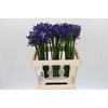 Agapanthus Uri