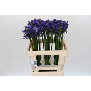 Agapanthus Uri