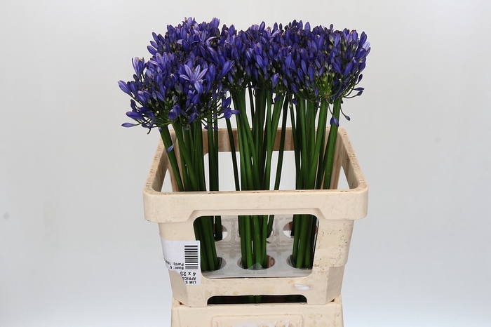 <h4>Agapanthus Uri</h4>