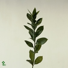 <h4>RUSCUS HYPOPHYLLUM</h4>