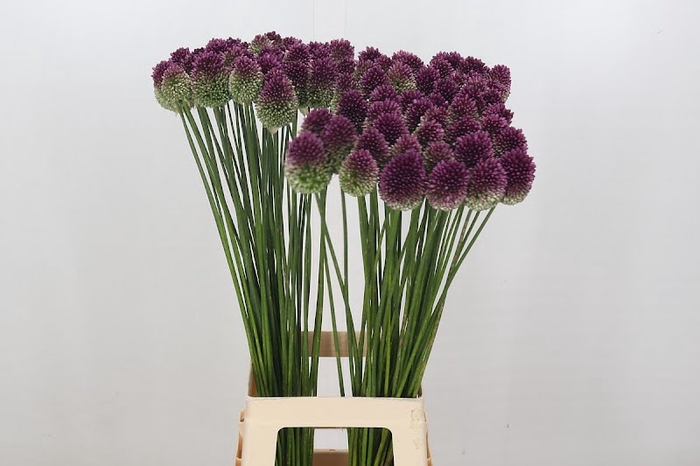 Allium Sphaerocephalon