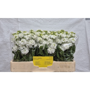MATTH STOX WHITE