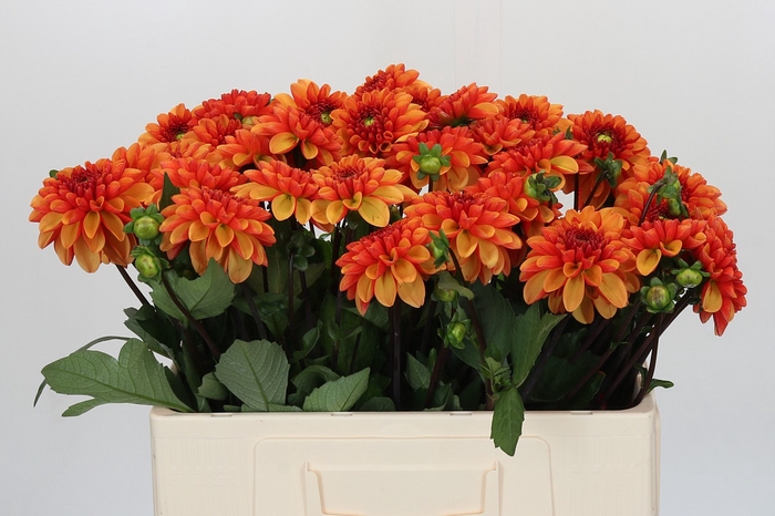 <h4>Dahlia American Sunset</h4>