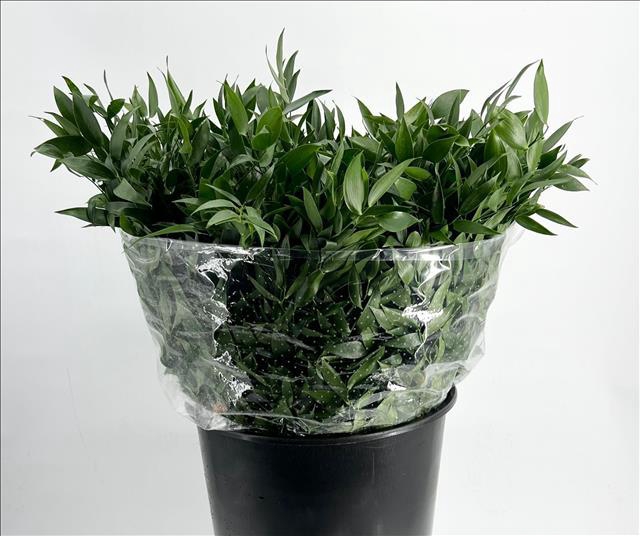 <h4>Ruscus Italia Short</h4>