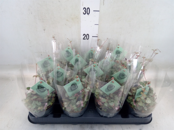 <h4>Ceropegia woodii ssp. woodii</h4>