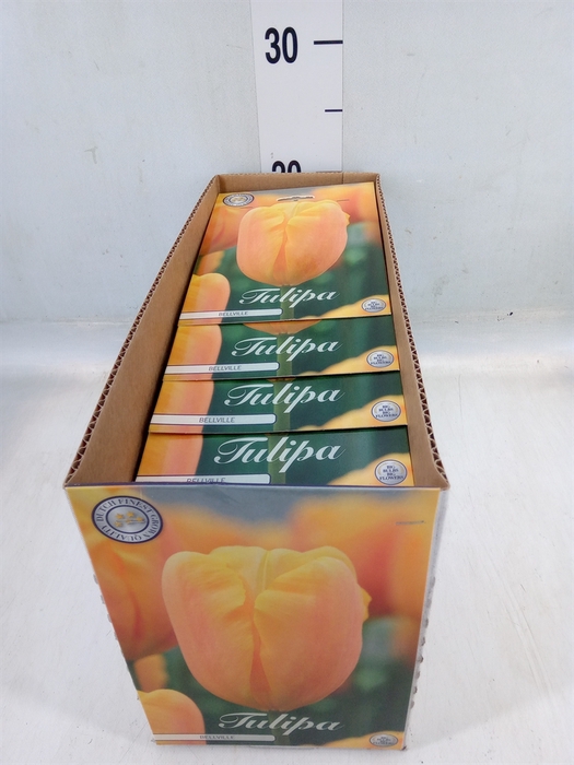 <h4>Tulipa   ...flowerbulbs</h4>