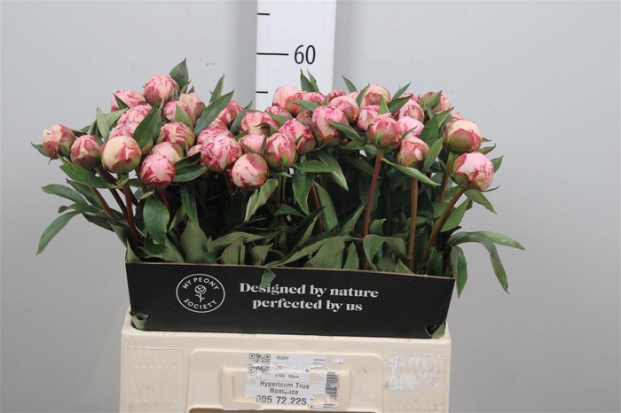 <h4>Paeo L Sara Bernhard</h4>