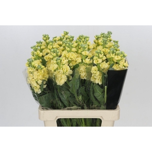 Matthiola Iron Yellow