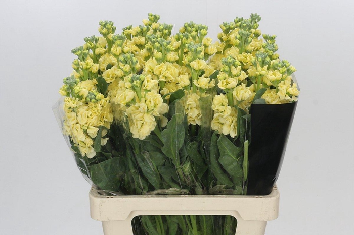 <h4>Matthiola Iron Yellow</h4>