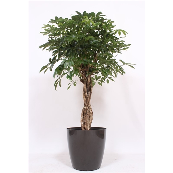 <h4>Schefflera arboricola Compacta in San Remo "antraciet"</h4>