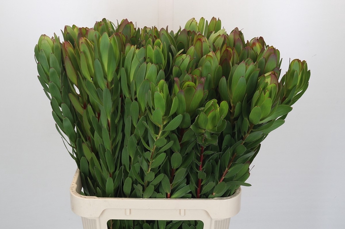 <h4>Leucadendron Goldstrike</h4>