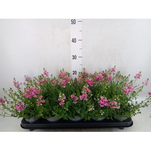 Diascia  'My Darling Berry'