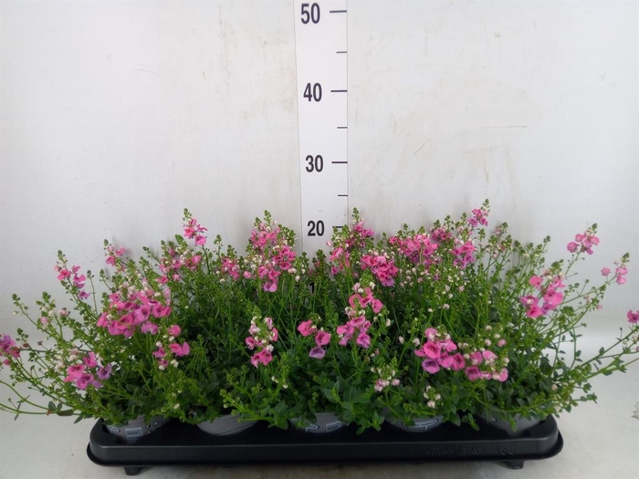 <h4>Diascia  'My Darling Berry'</h4>