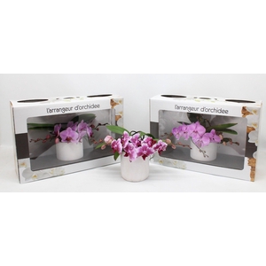 L'arrangeur D'orchidee Roze (RIJP)