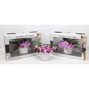 L'arrangeur D'orchidee Roze (RIJP)