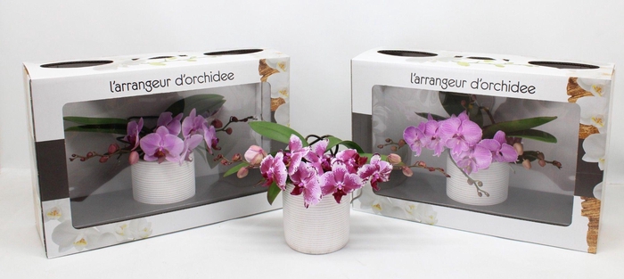 <h4>L'arrangeur D'orchidee Roze (RIJP)</h4>