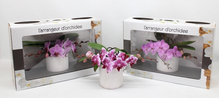 <h4>L'arrangeur D'orchidee Roze (GROEN)</h4>