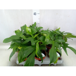 Philodendron   ...