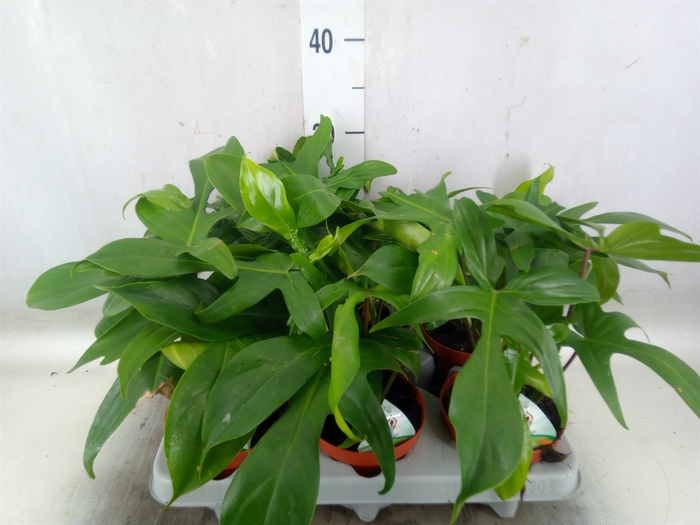 <h4>Philodendron   ...</h4>