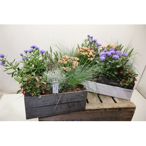 arr8 Arr Tuinplanten In Houten Kist