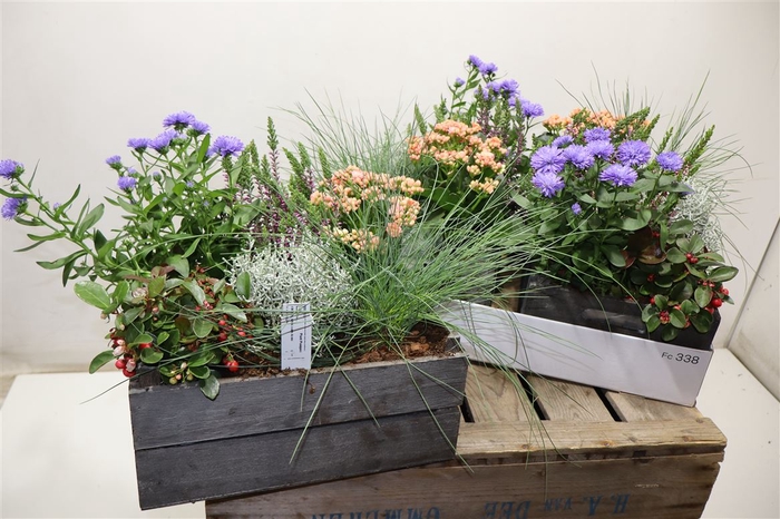 <h4>arr8 Arr Tuinplanten In Houten Kist</h4>