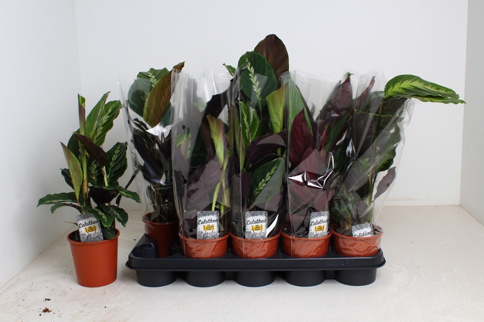 <h4>CALAT GEM 3 SRT</h4>