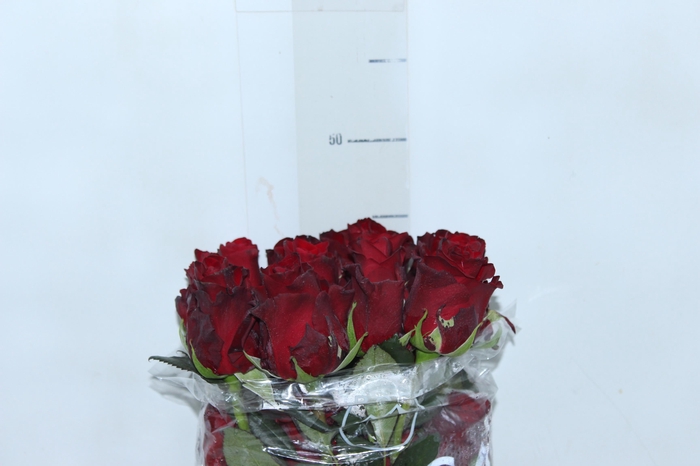 <h4>ROSA EXPLORER 050 CM ESTUFA</h4>