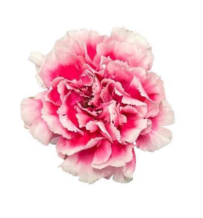 <h4>Di St Malabar</h4>