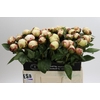 Paeonia Elsa Sass