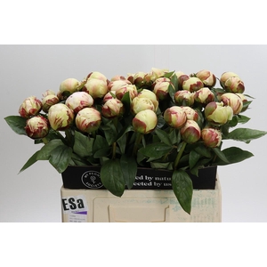 Paeonia (Lactiflora Grp) 'Elsa Sass'